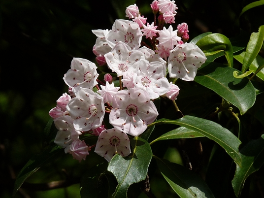 {Kalmia latifolia}